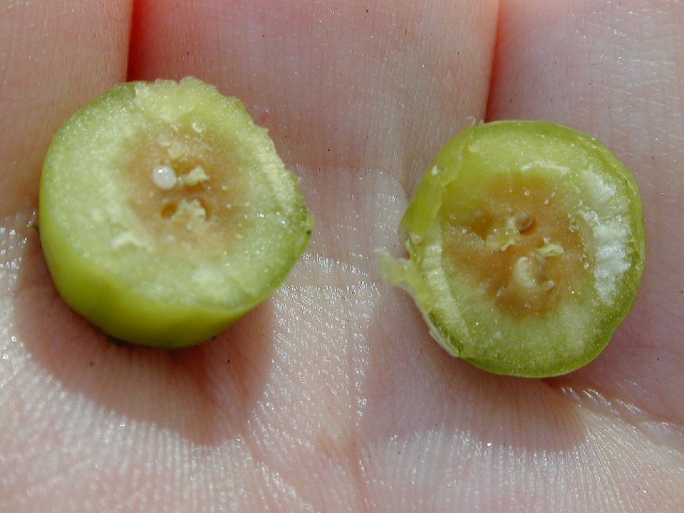 Scrophulariaceae Bontia 