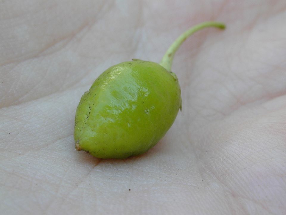 Scrophulariaceae Bontia 
