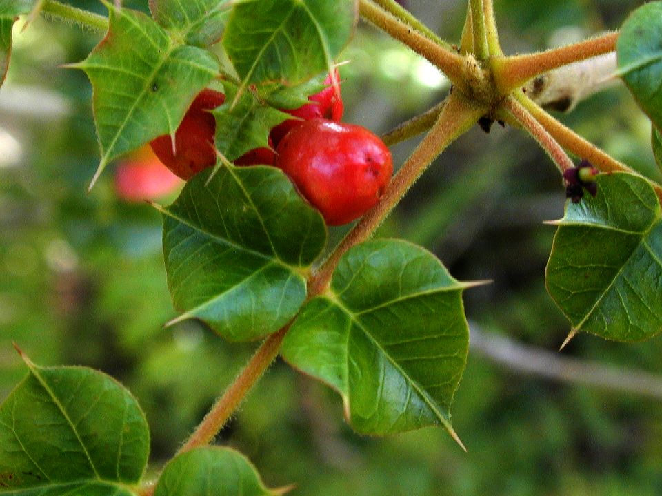 Anacardiaceae Comocladia 