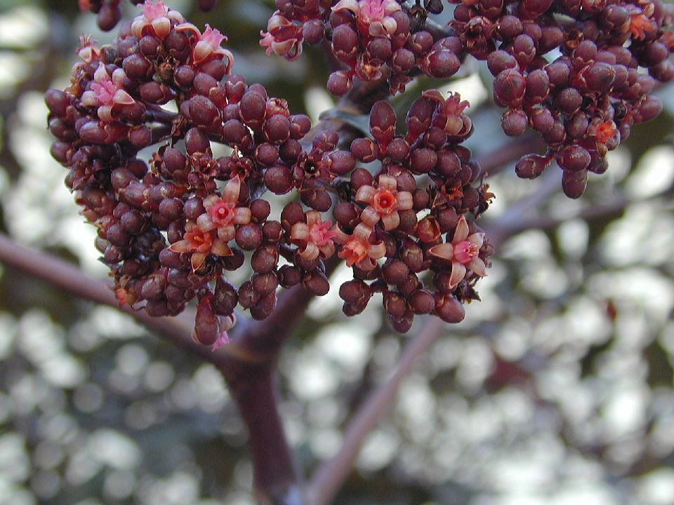 Vitaceae Leea 