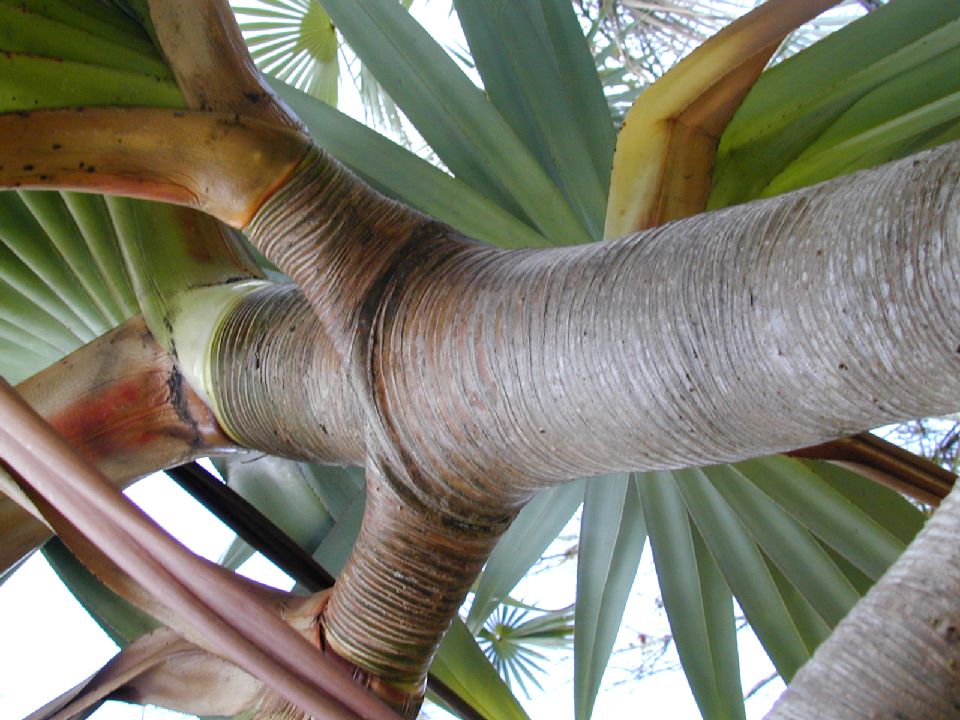 Pandanaceae Pandanus utilis