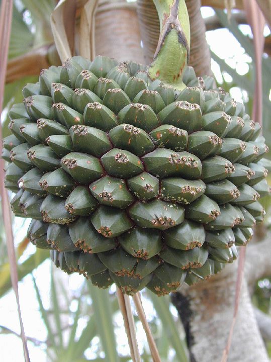 Pandanaceae Pandanus utilis