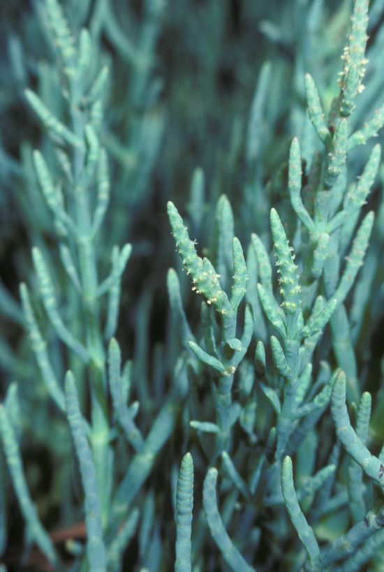 Amaranthaceae Salicornia 