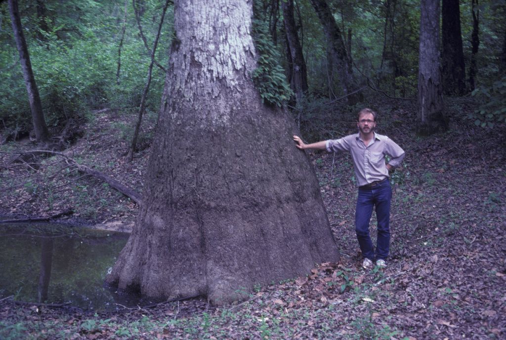 Nyssaceae Nyssa aquatica