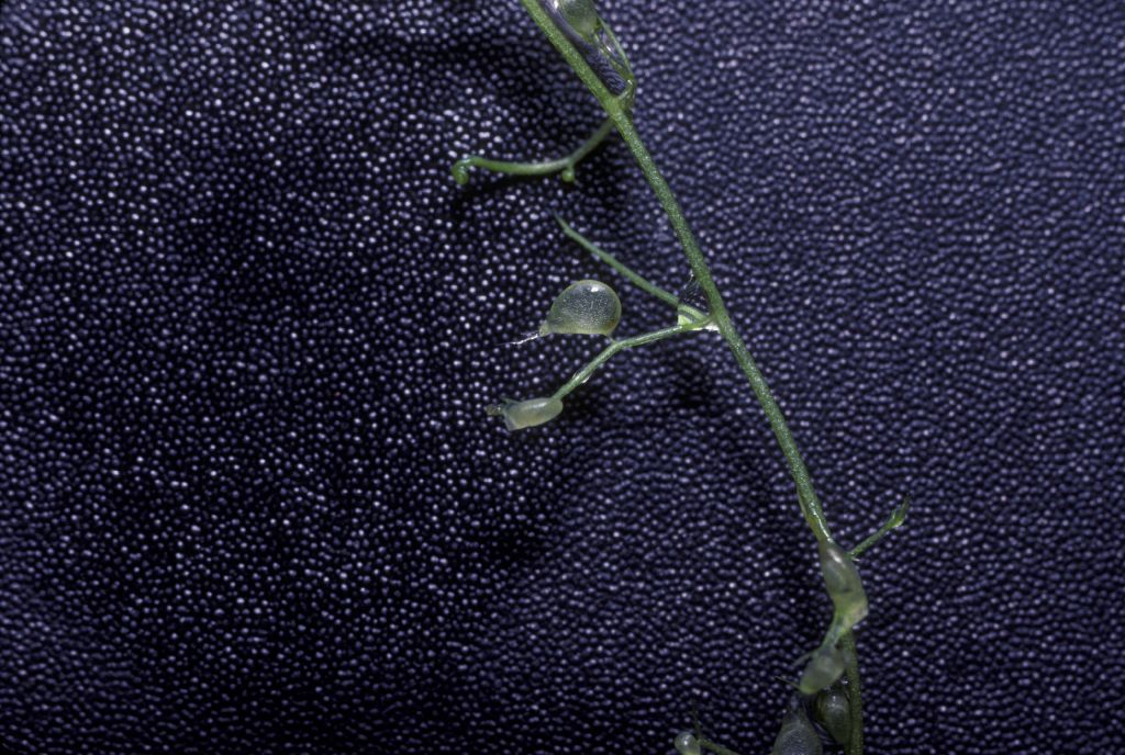 Lentibulariaceae Utricularia gibba