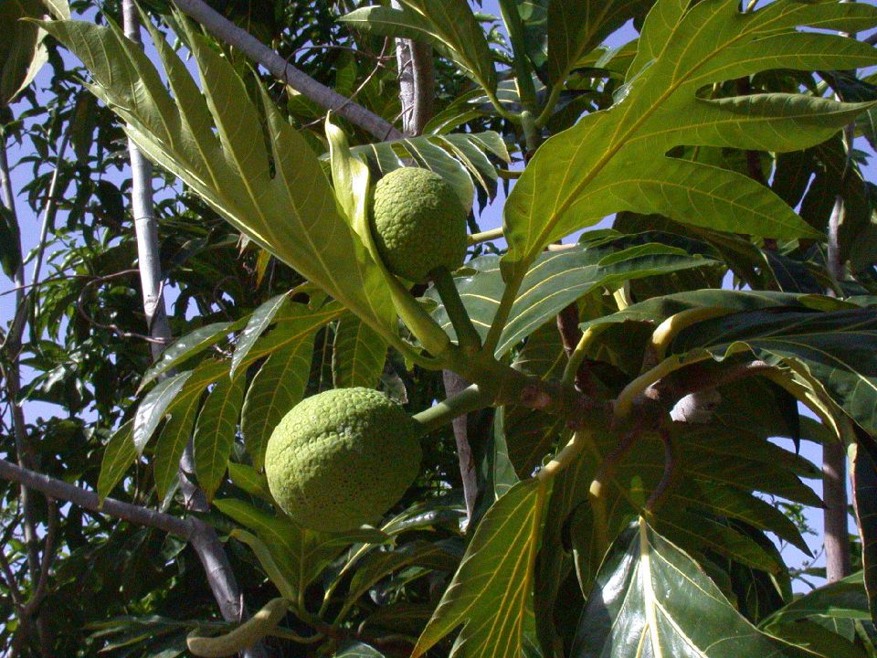 Moraceae Artocarpus 