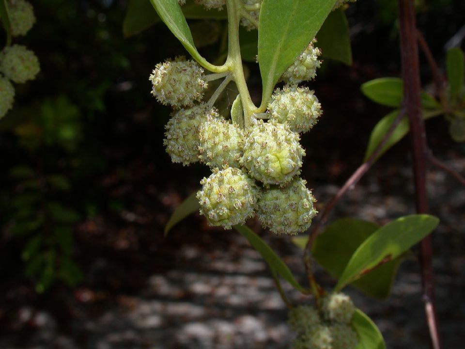 Combretaceae Conocarpus erectus