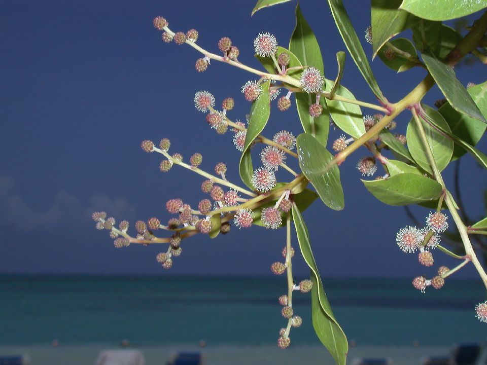 Combretaceae Conocarpus erectus