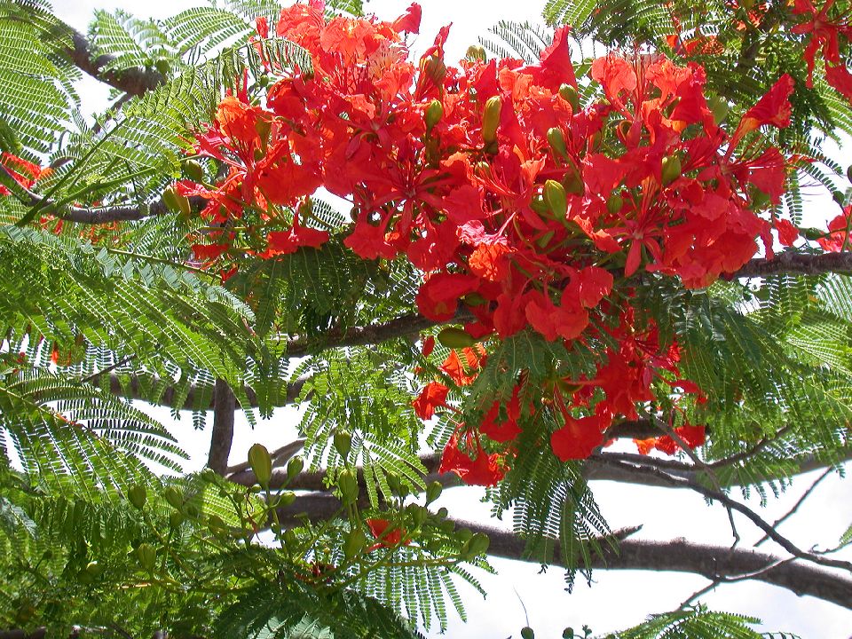 Fabaceae Delonix regia