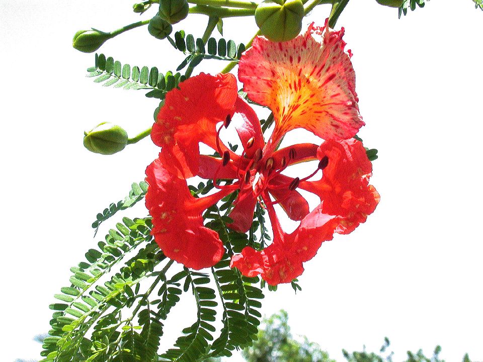 Fabaceae Delonix regia