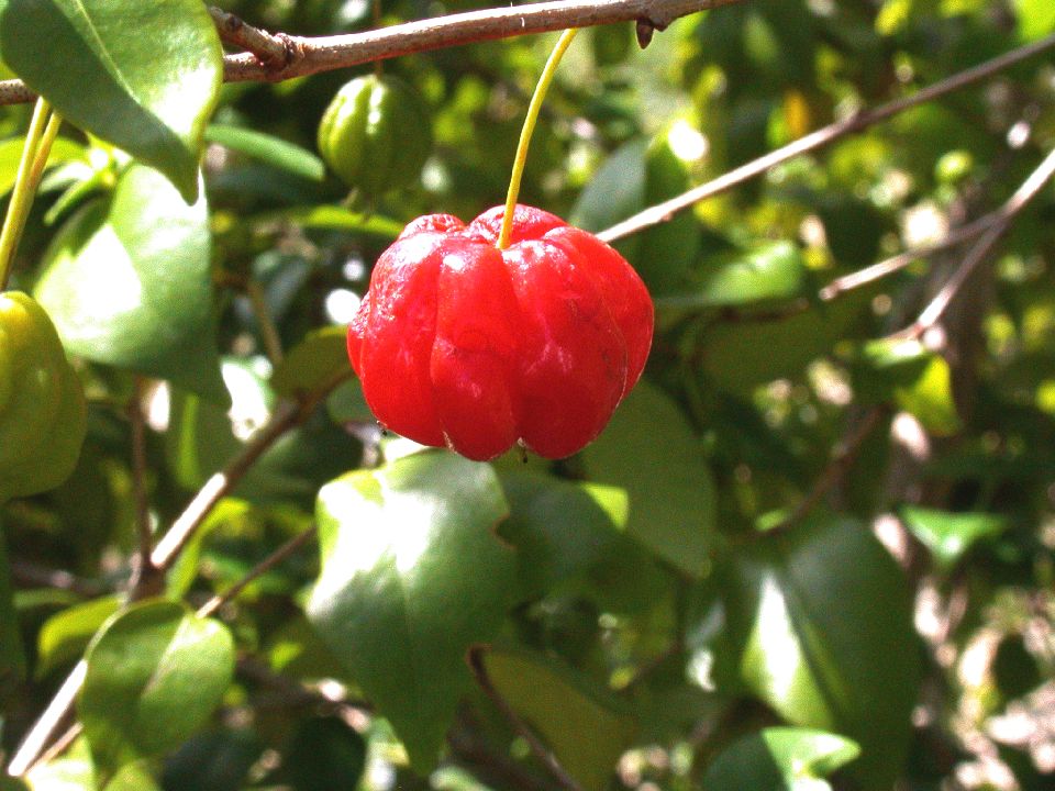 Myrtaceae Eugenia uniflora