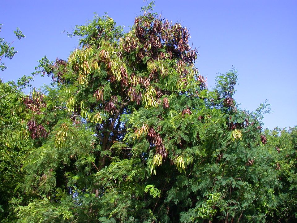 Fabaceae Leucaena leucocephala