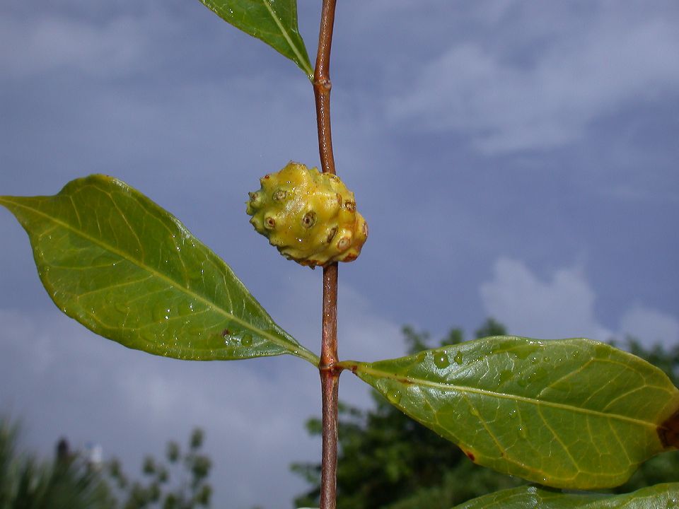 Rubiaceae Morinda royoc