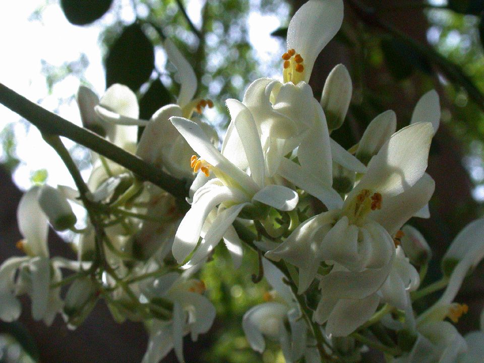 Moringaceae Moringa oleifera