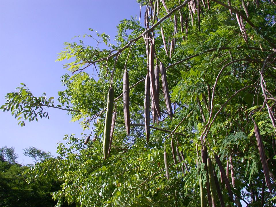 Moringaceae Moringa oleifera