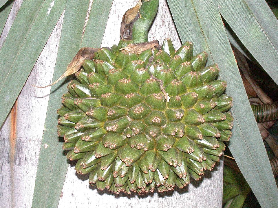 Pandanaceae Pandanus utilis