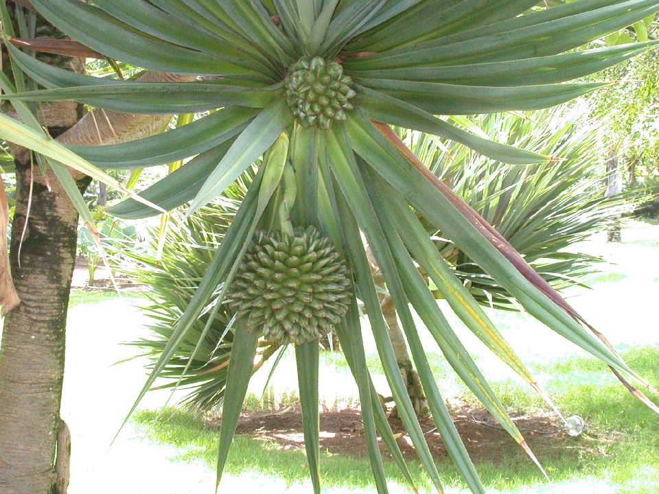 Pandanaceae Pandanus utilis