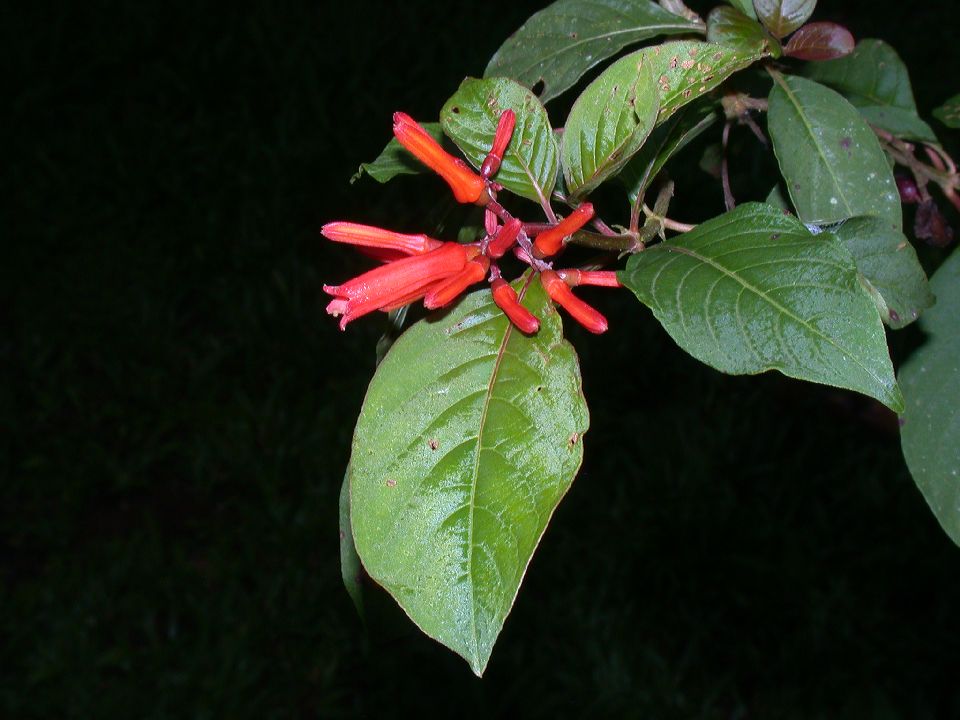 Rubiaceae Hamelia 