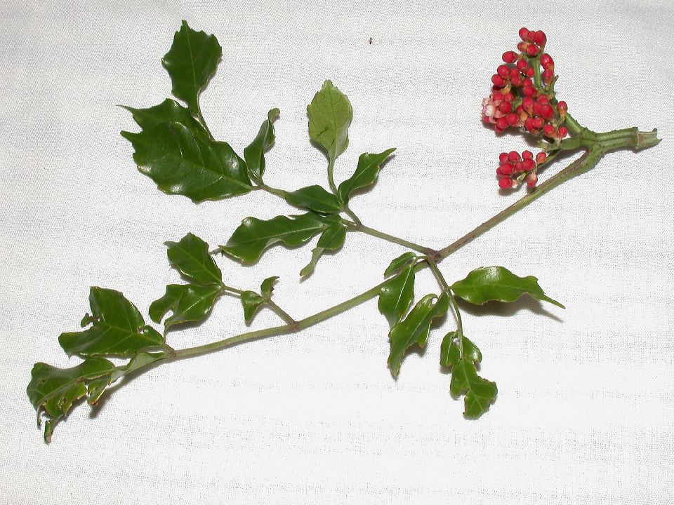 Vitaceae Leea 