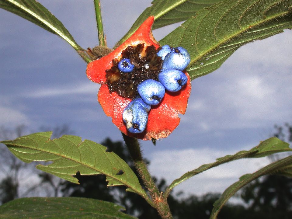 Rubiaceae Psychotria 