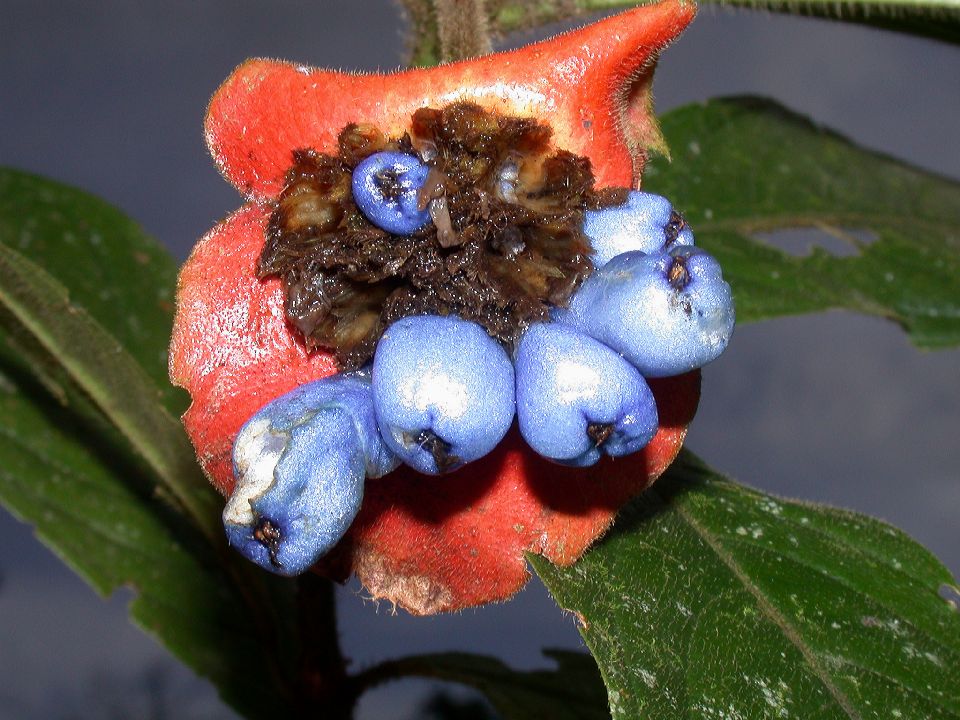 Rubiaceae Psychotria 