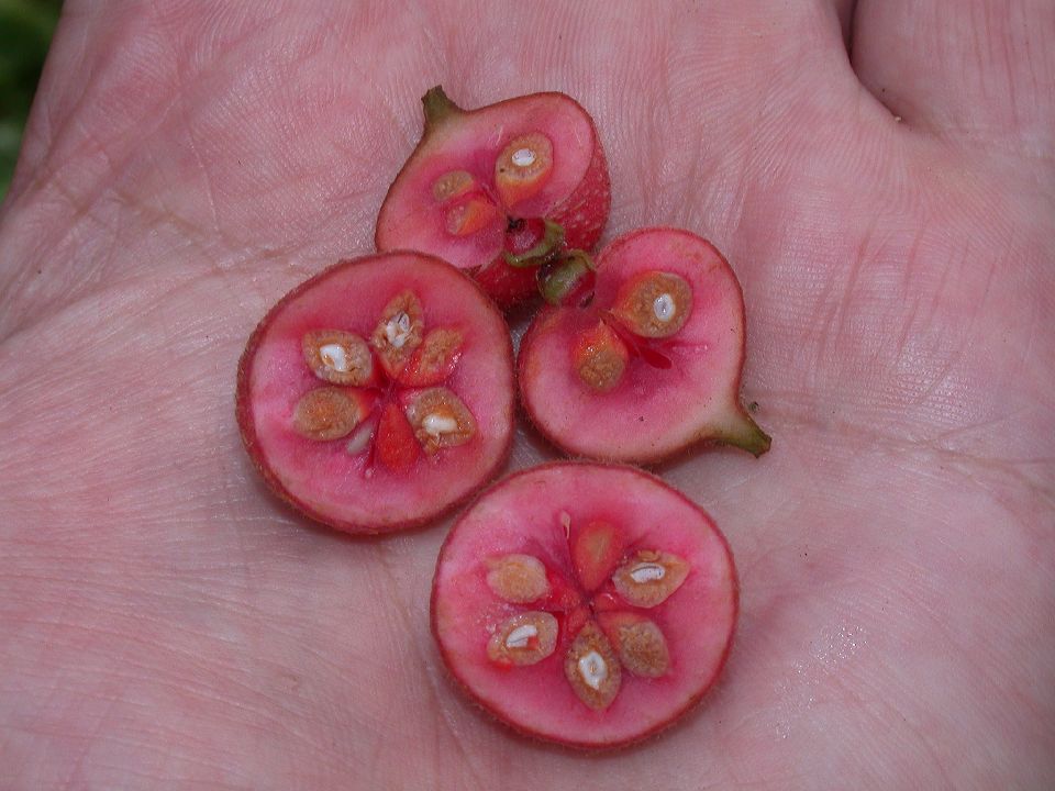 Monimiaceae Siparuna 