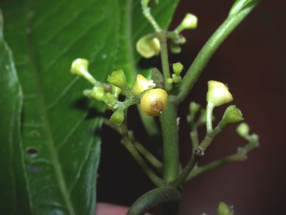 Monimiaceae Siparuna 