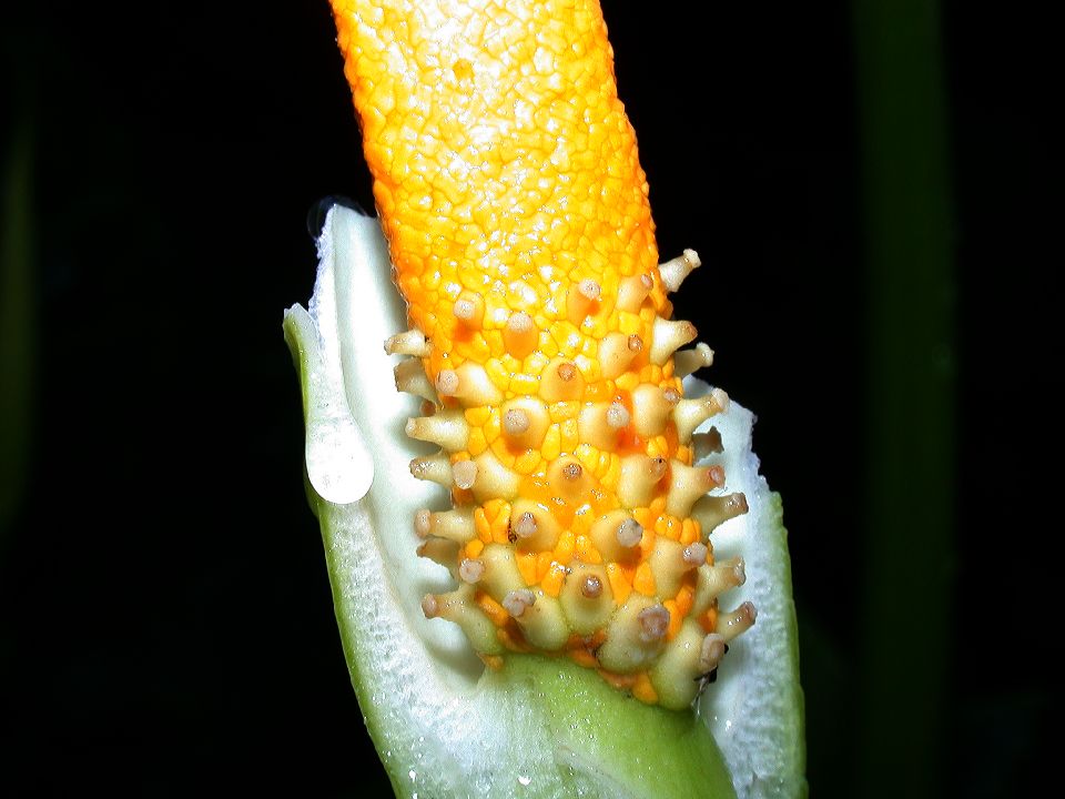 Araceae Zantedeschia aethiopica