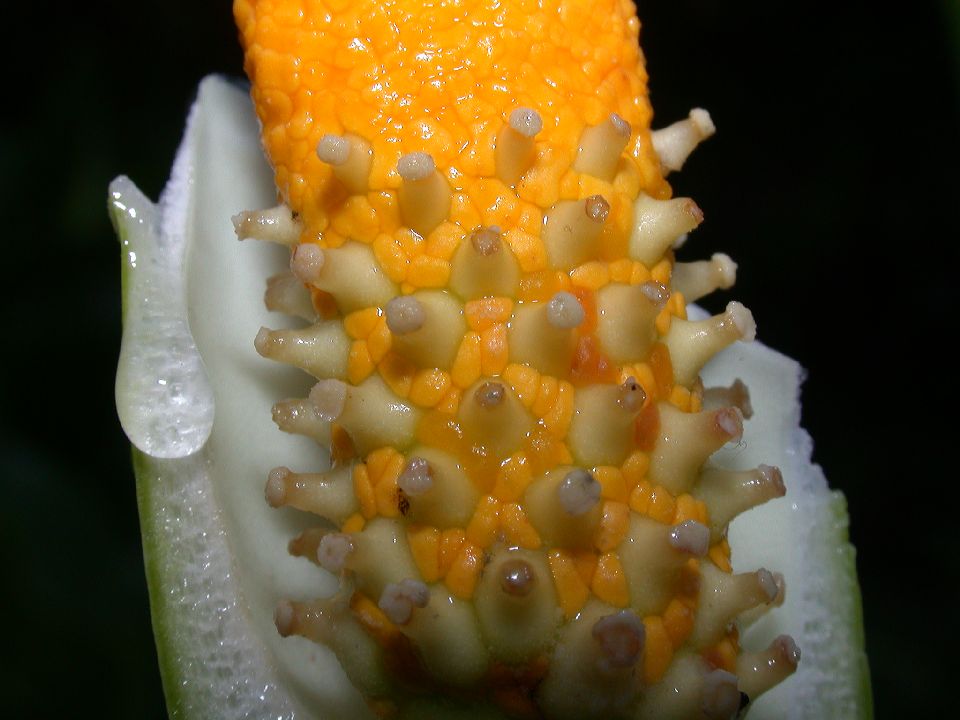 Araceae Zantedeschia aethiopica