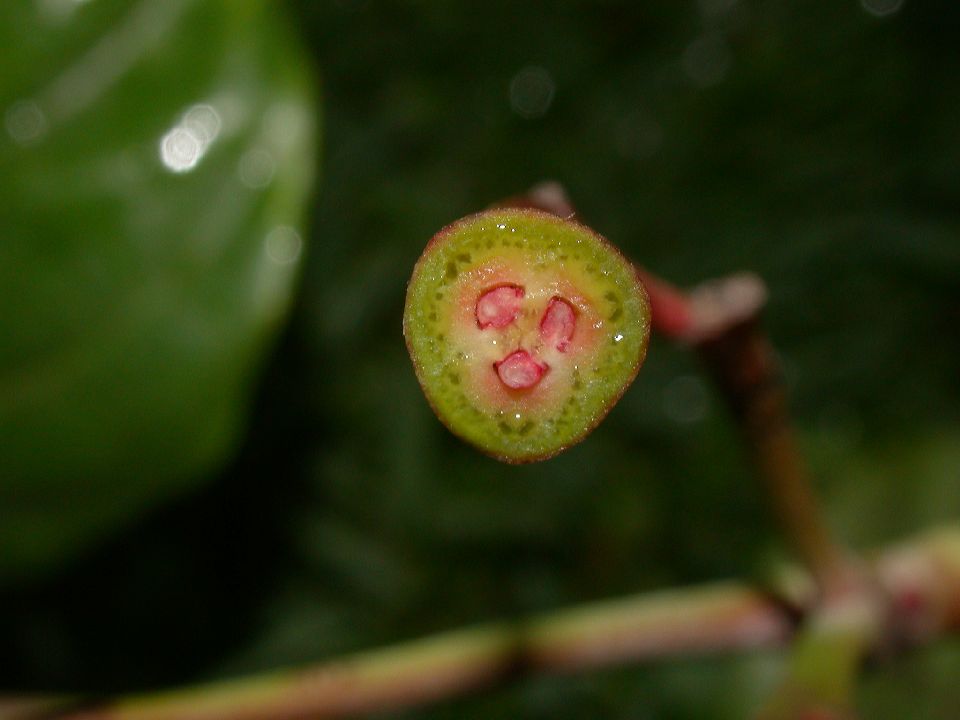 Hippocastanaceae Billia hippocastanum