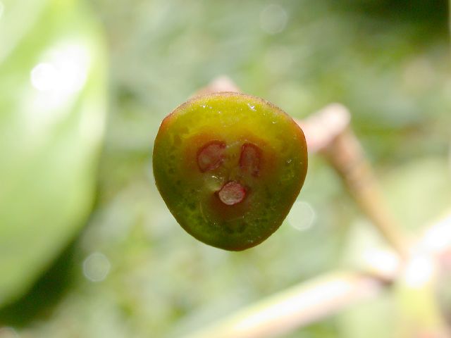 Hippocastanaceae Billia hippocastanum