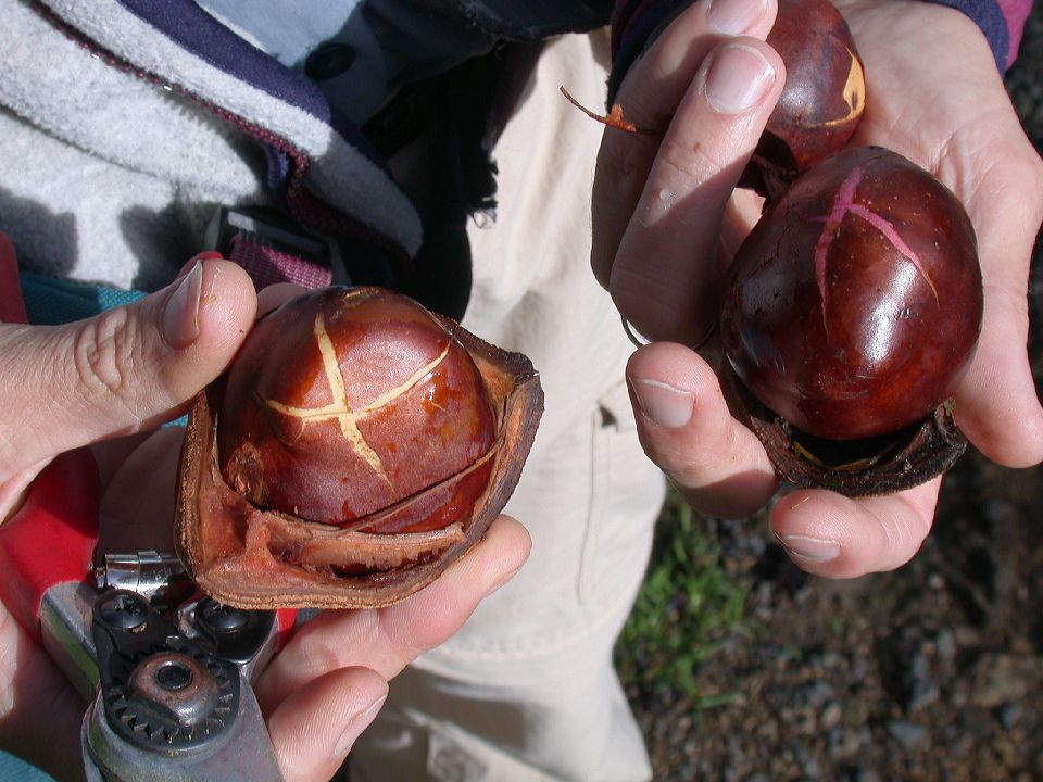 Hippocastanaceae Billia hippocastanum