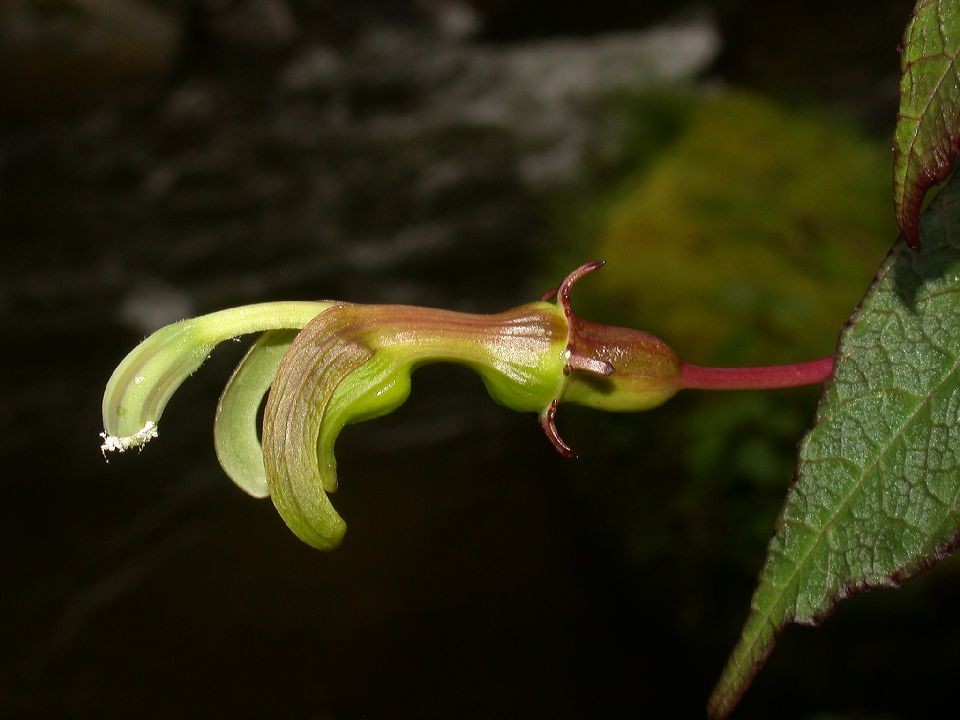 Campanulaceae Burmeistera 