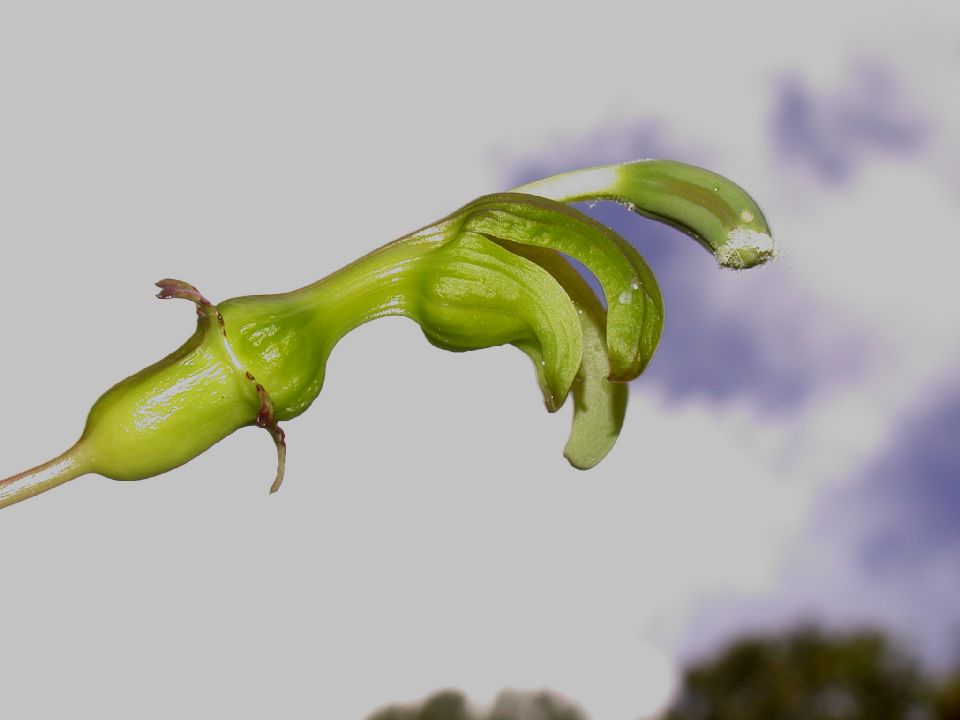 Campanulaceae Burmeistera 