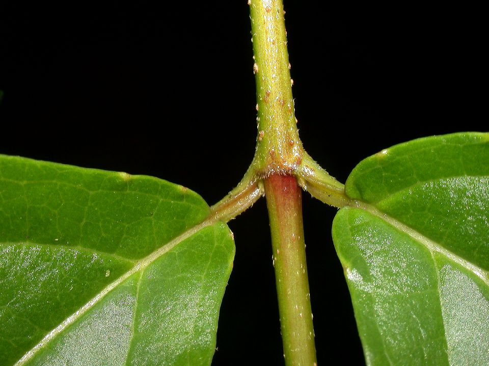 Adoxaceae Viburnum 