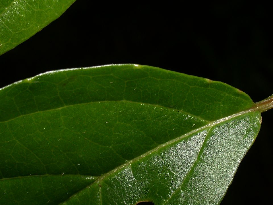 Adoxaceae Viburnum 