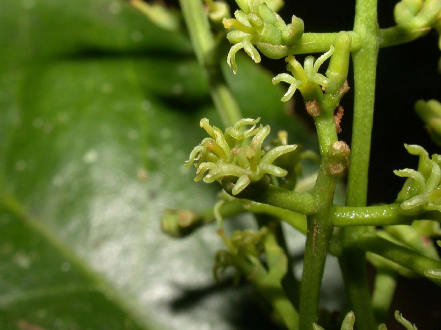 Loranthaceae Struthanthus quercicola