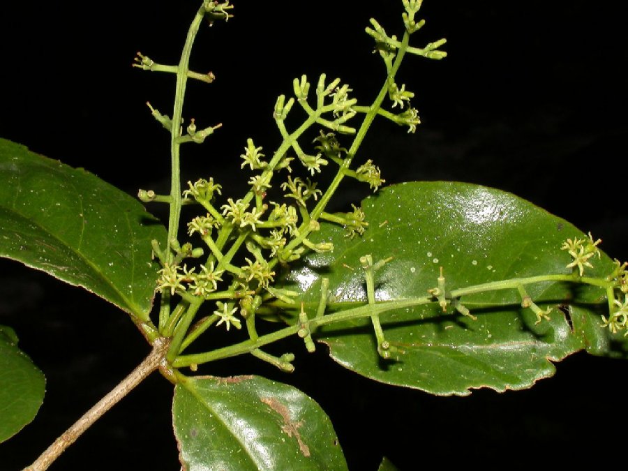 Loranthaceae Struthanthus quercicola