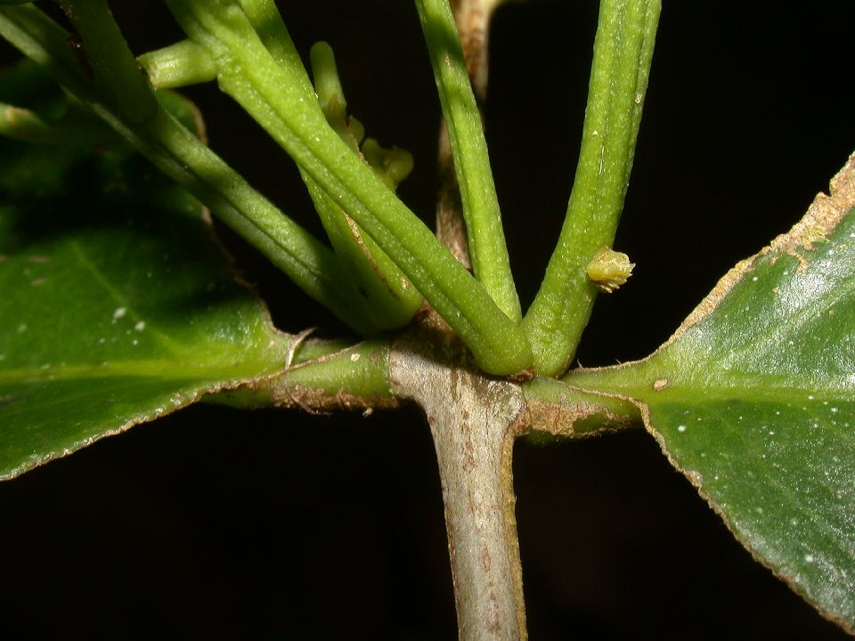 Loranthaceae Struthanthus quercicola