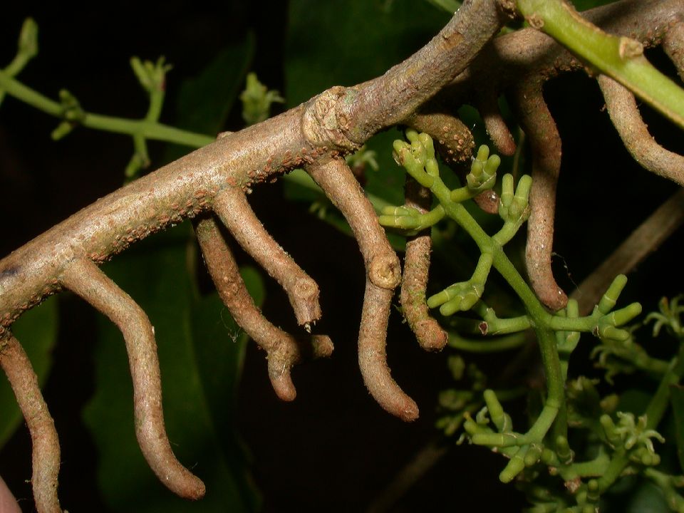 Loranthaceae Struthanthus quercicola