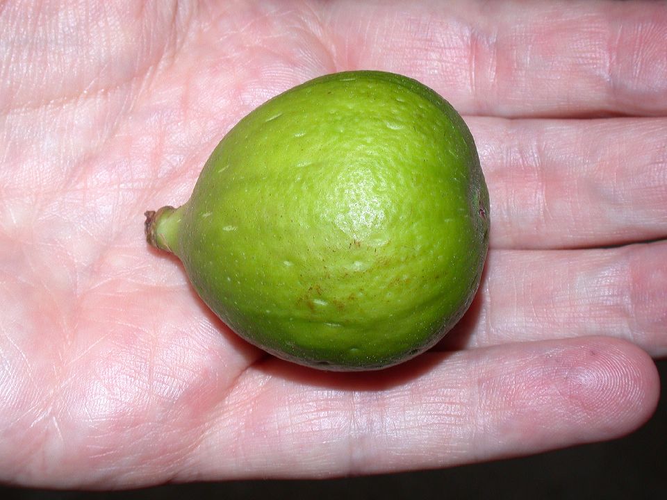 Moraceae Ficus carica