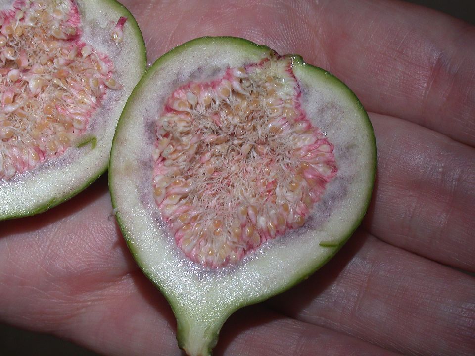 Moraceae Ficus carica