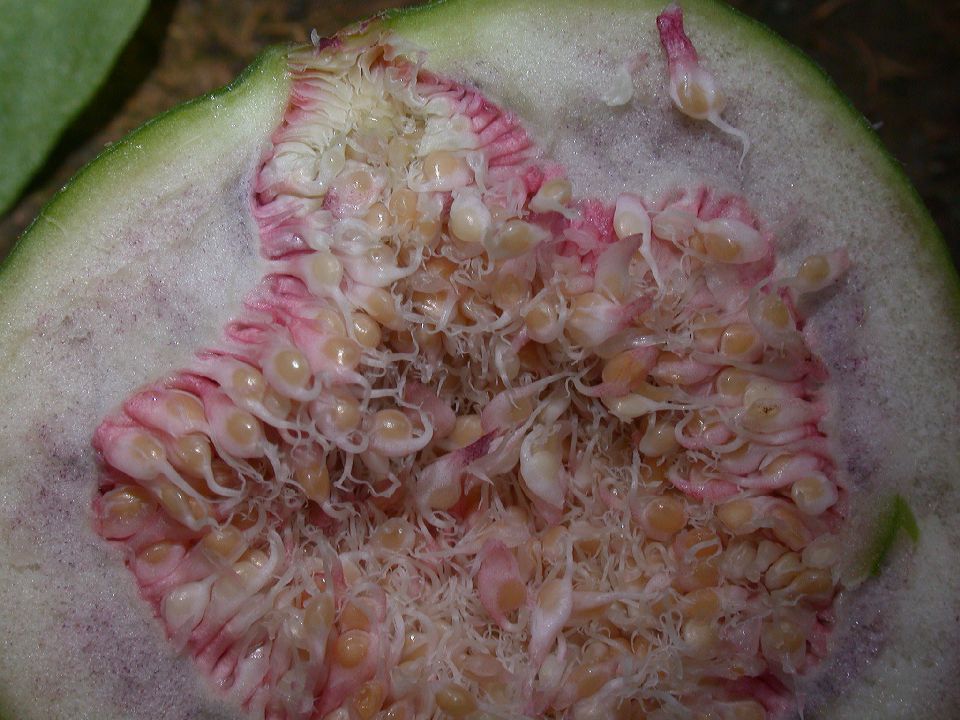 Moraceae Ficus carica