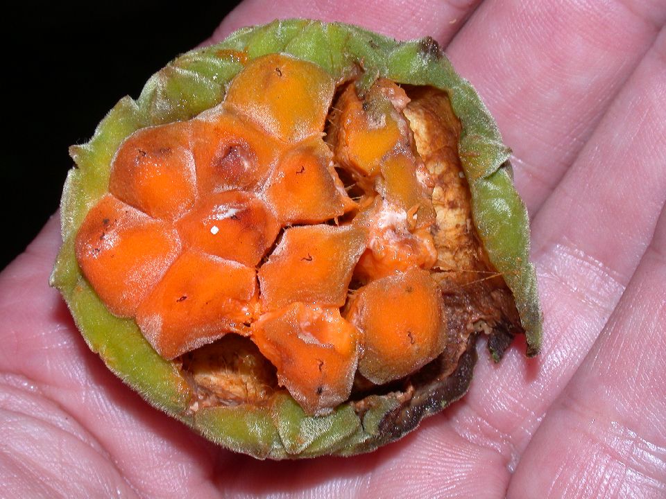 Moraceae Castilla elastica