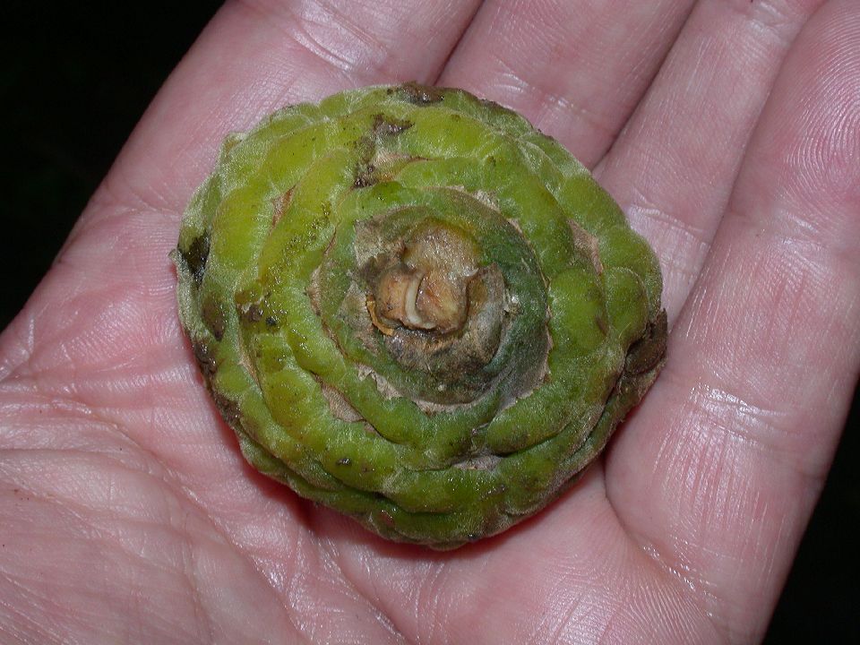Moraceae Castilla elastica