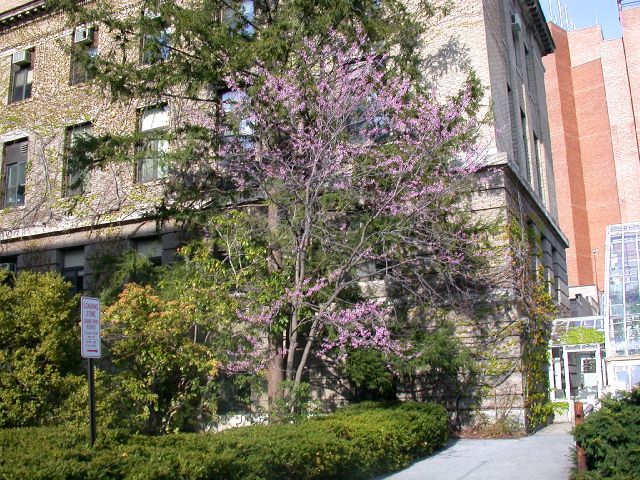 Fabaceae Cercis canadensis