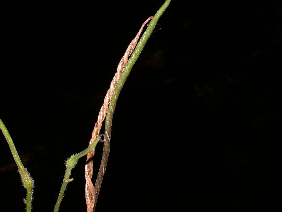 Gesneriaceae Streptocarpus 