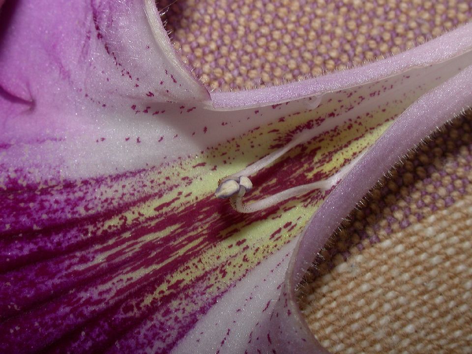 Gesneriaceae Streptocarpus 