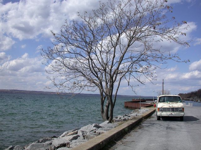 Simaroubaceae Ailanthus altissima