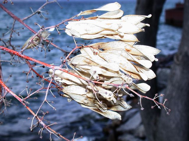 Simaroubaceae Ailanthus altissima